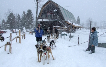 a dog sledding adventure in the green mountains